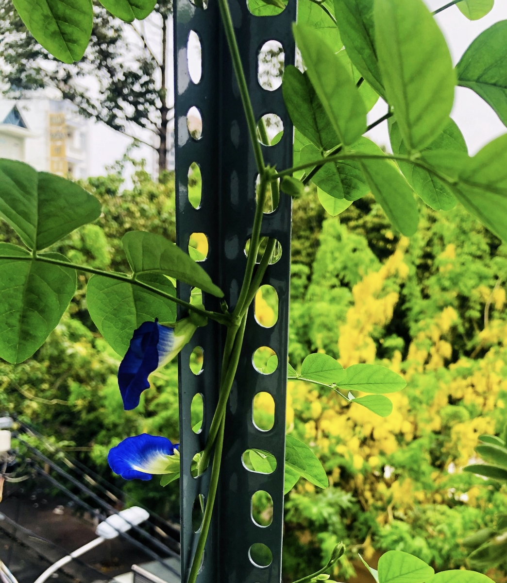 CÂY ĐẬU BIẾC – TRỒNG VÀ CHĂM SÓC DỄ HƠN BẠN NGHĨ