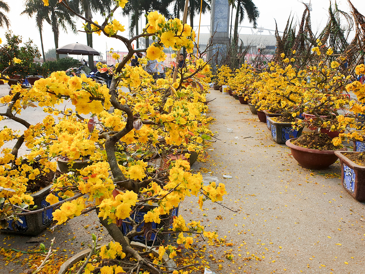 CHĂM SÓC HOA MAI, HOA ĐÀO NỞ ĐÚNG NGÀY TẾT